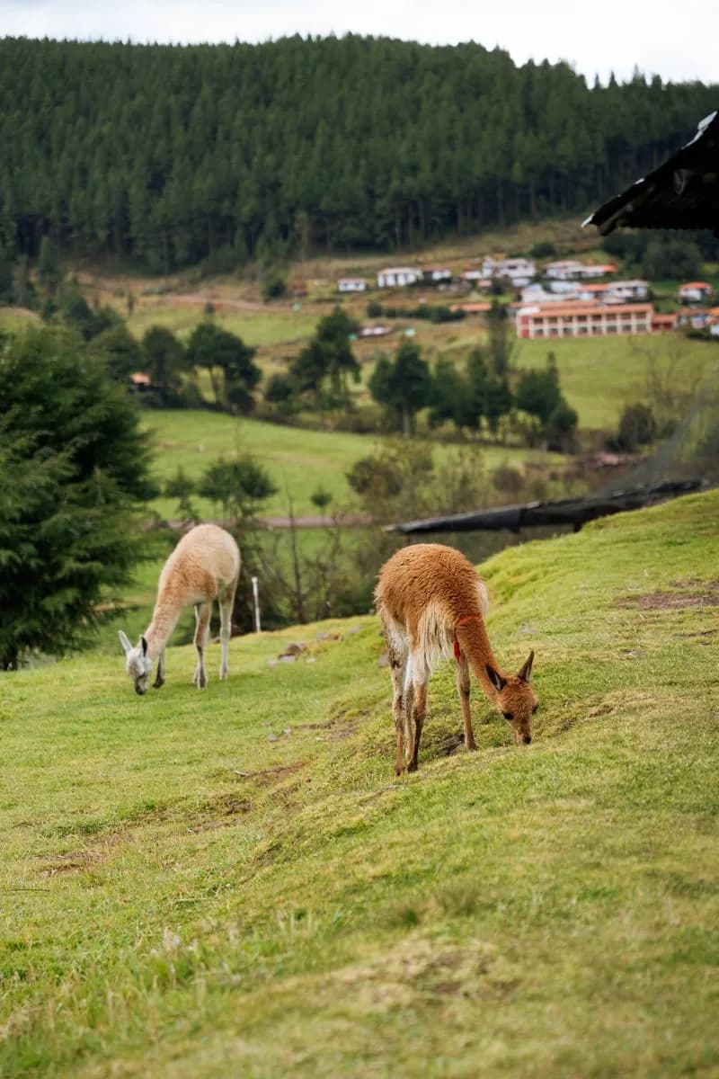 Vicuñas y Alpacas