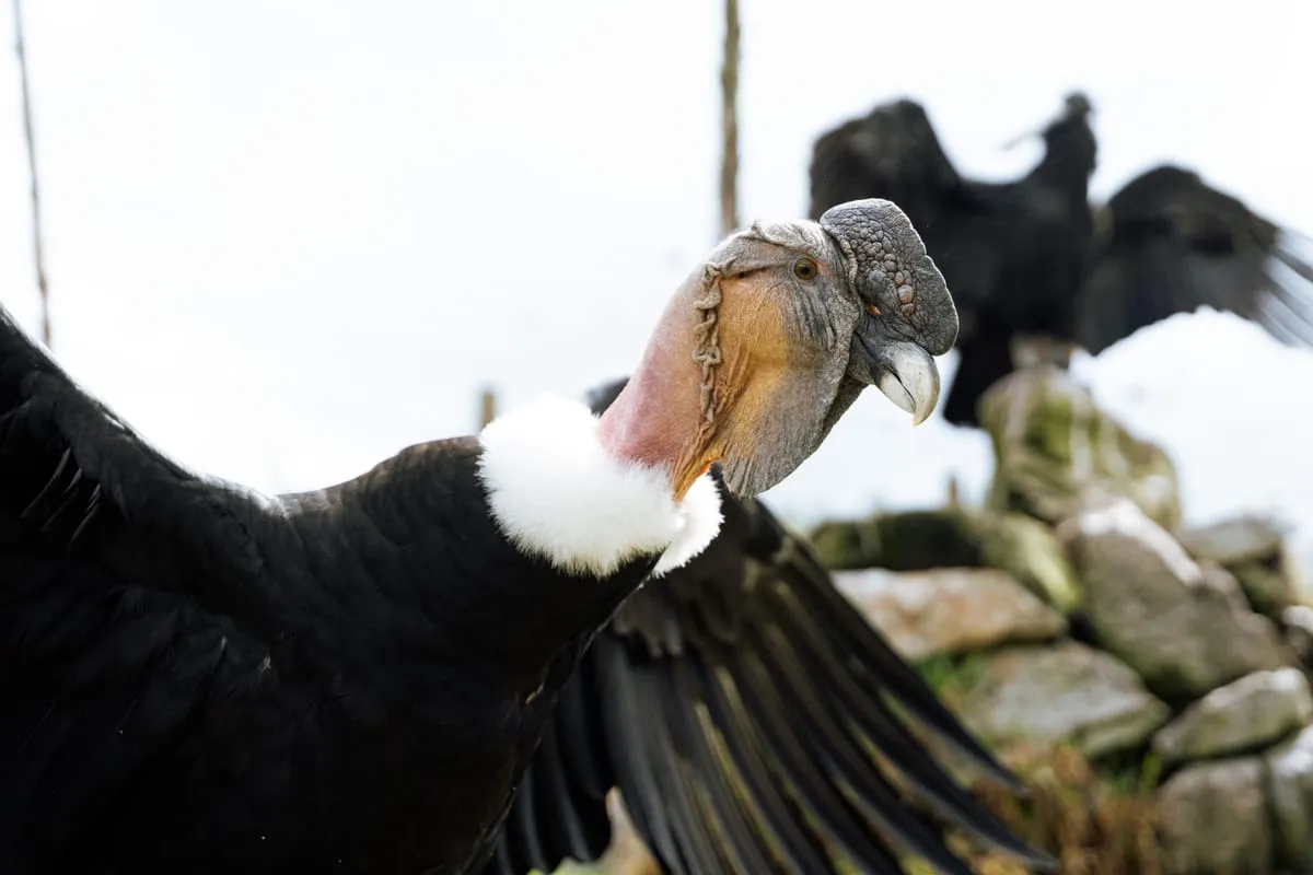 El Cóndor Andino