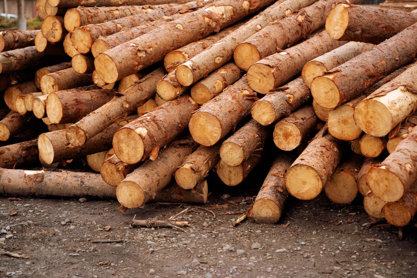 Industria Forestal 1