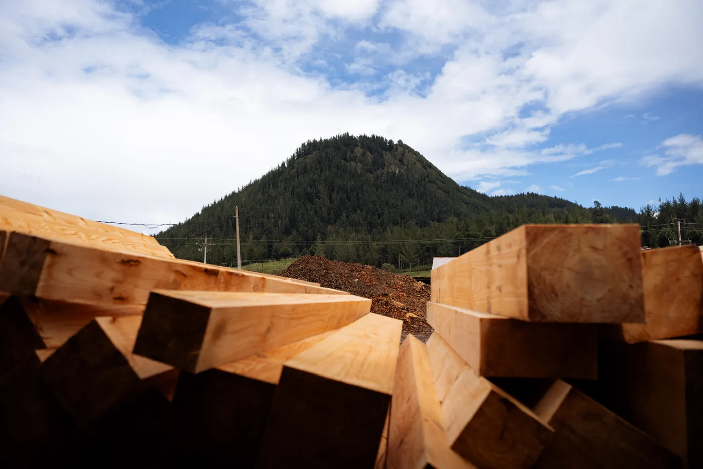 Industria Forestal 2